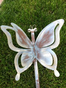 Moths And Butterflies Flora Invertebrate Insect