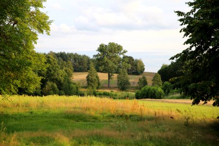 Grassland Pasture Nature Vegetation