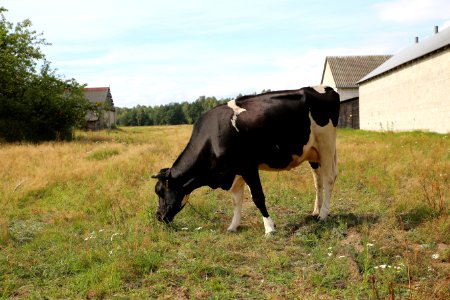 Cattle Like Mammal Pasture Grazing Grass photo