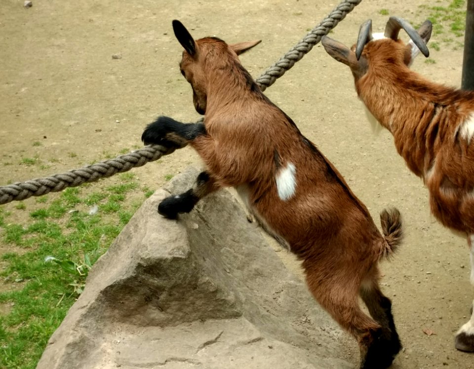 Goats Goat Fauna Cow Goat Family