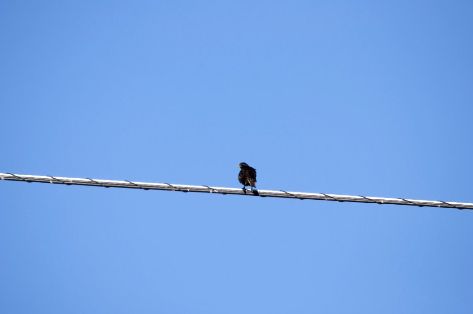 Sky Bird Wire Line