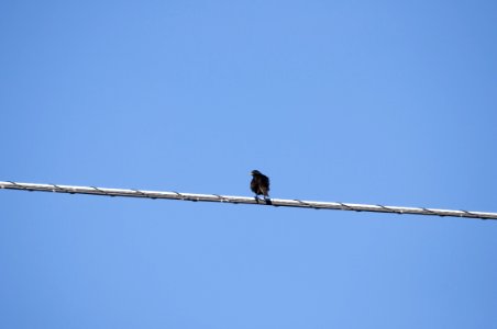 Sky Bird Wire Line photo
