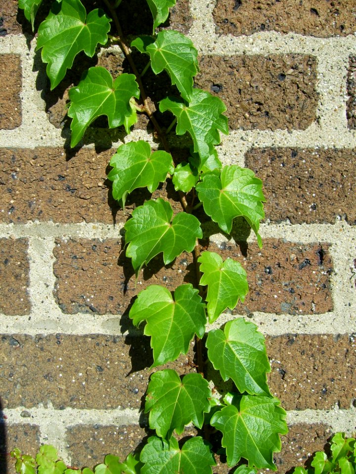 Plant Leaf Ivy Tree