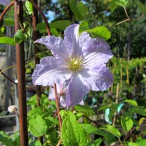 Flower Plant Flora Clematis