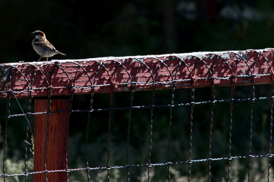 Bird Fauna Beak Wildlife