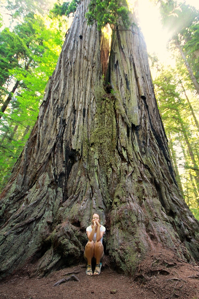Mammoth tree redwood tree big
