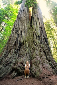 Mammoth tree redwood tree big
