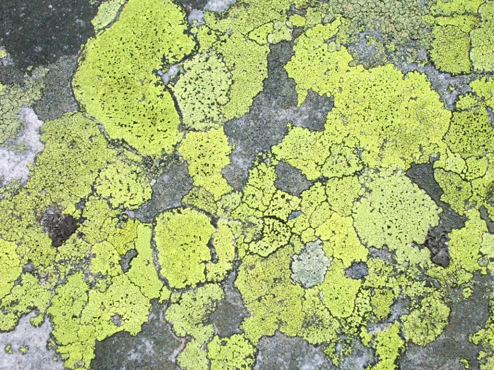 Vegetation Grass Biome Map