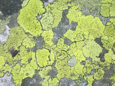 Vegetation Grass Biome Map