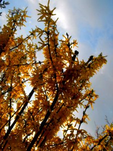 Tree Branch Sky Plant