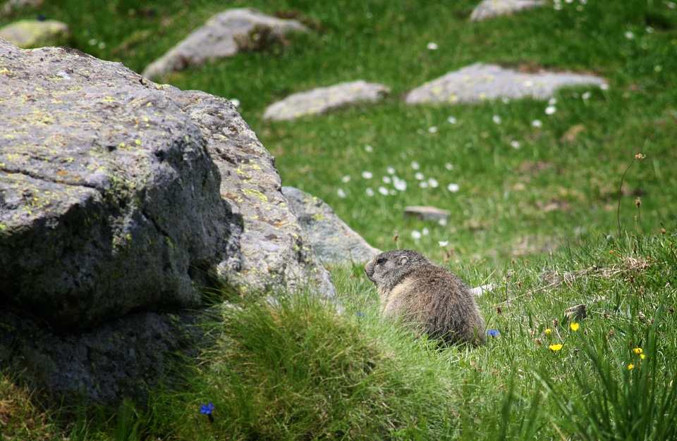 Rocks rodents nature