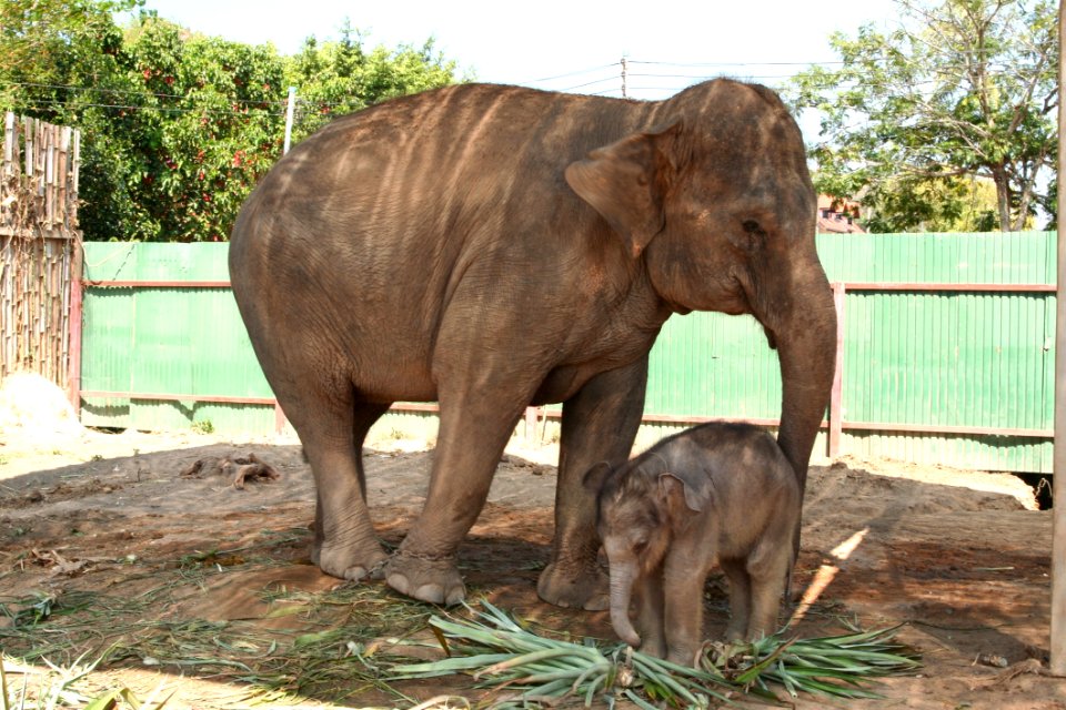 Elephant Elephants And Mammoths Terrestrial Animal Indian Elephant