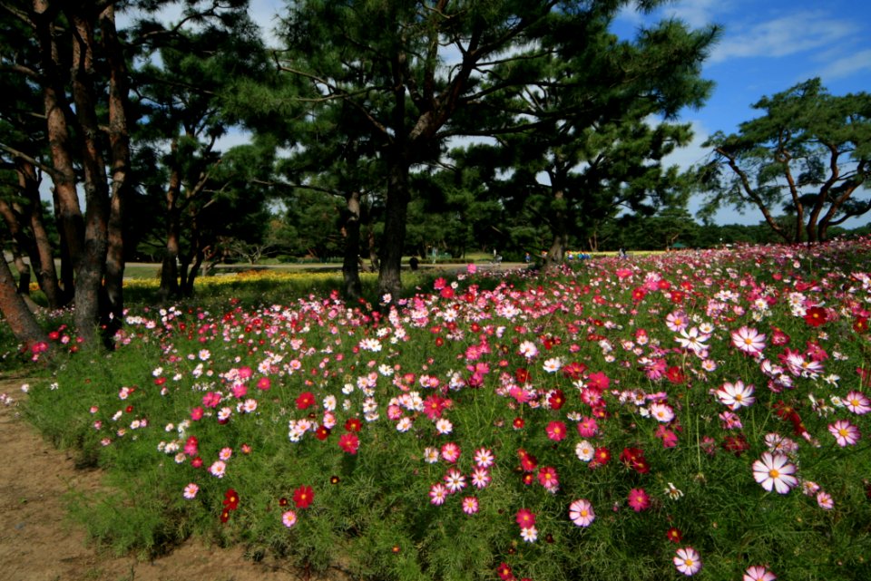 Flower Plant Flowering Plant Flora