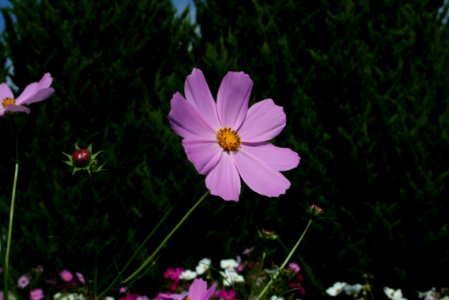 Flower Garden Cosmos Plant Flowering Plant photo