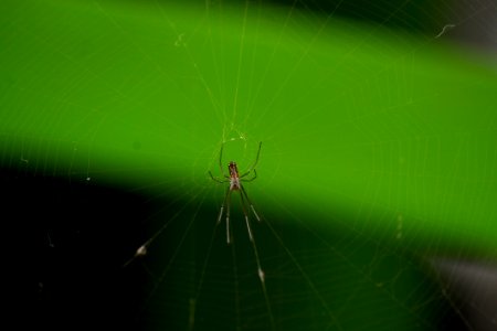 Spider Invertebrate Arachnid Spider Web photo