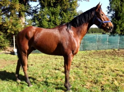 Horse Mare Horse Like Mammal Bridle photo