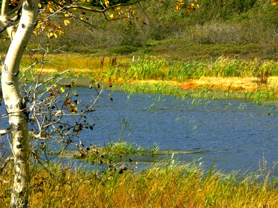 Water Wetland Nature Reserve Ecosystem