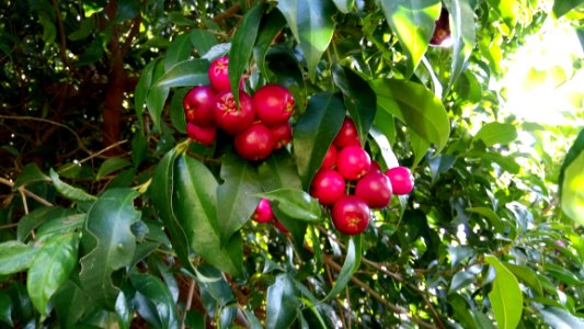 Fruit Fruit Tree Plant Cherry
