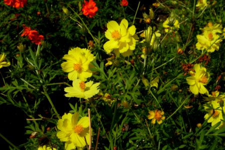 Flower Yellow Plant Flora