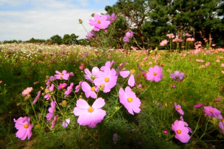 Flower Plant Flowering Plant Ecosystem