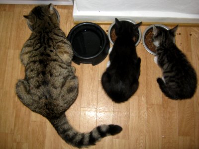 Cat Small To Medium Sized Cats Cat Like Mammal Fur photo
