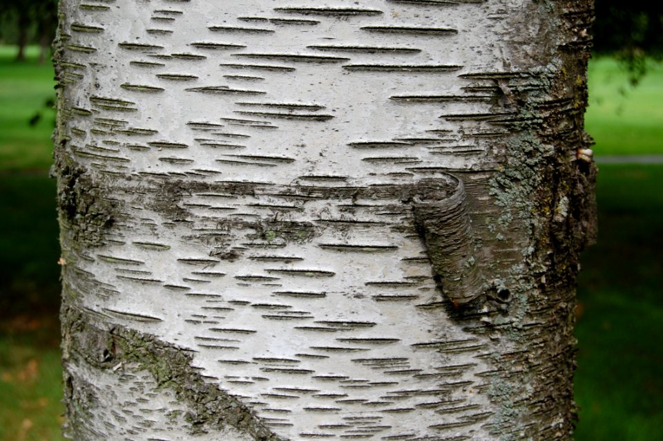 Tree Woody Plant Trunk Birch