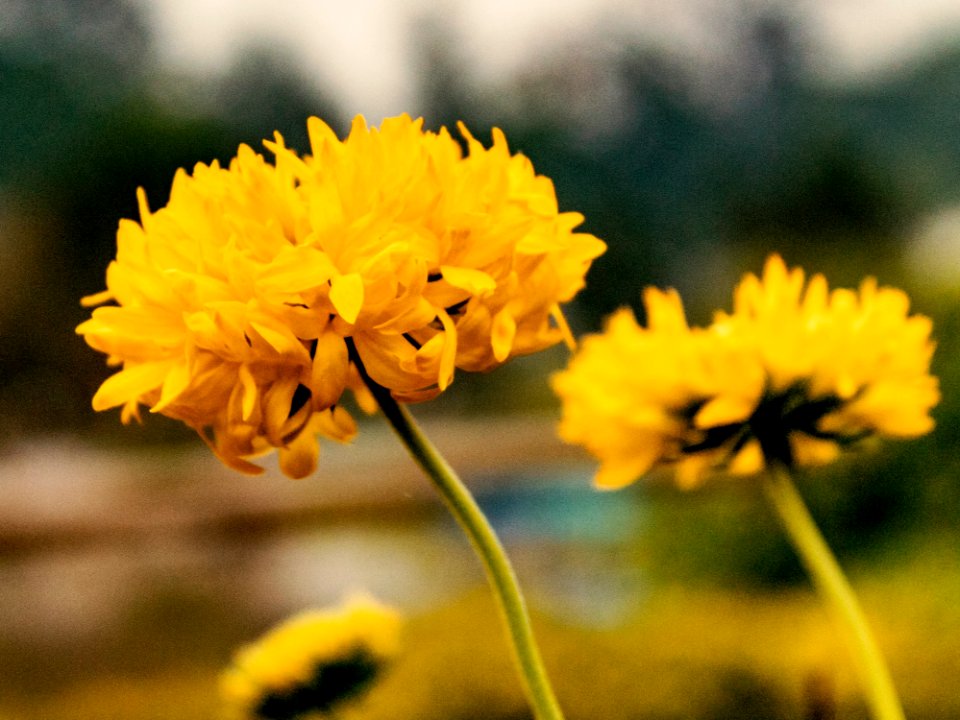 Flower Yellow Flora Dandelion