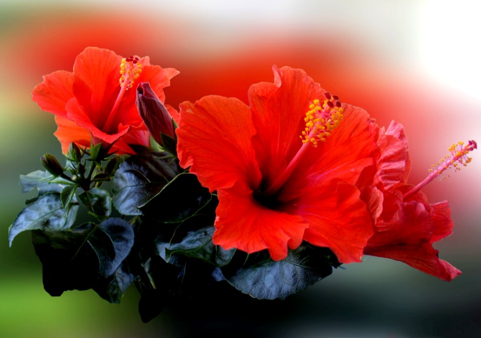 Flower Hibiscus Flowering Plant Plant