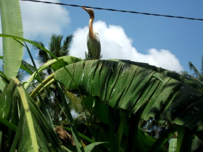 Plant Leaf Ecosystem Vegetation