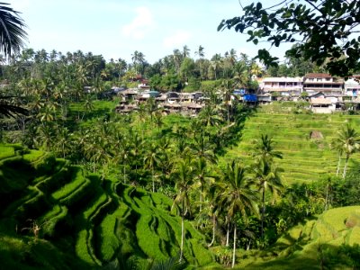 Vegetation Nature Reserve Paddy Field Hill Station