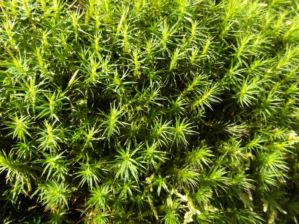 Fern plant nature