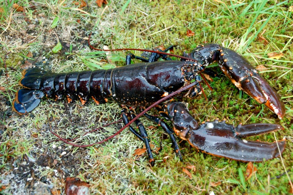 Decapoda Crustacean Seafood Homarus Gammarus