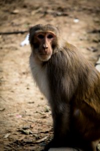 Macaque Fauna Primate New World Monkey photo