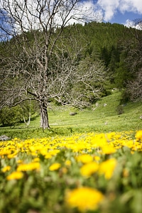 Yellow fir spring photo