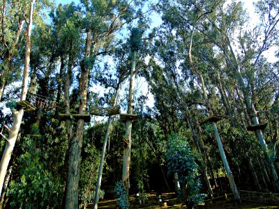 Tree Plant Flora Forest