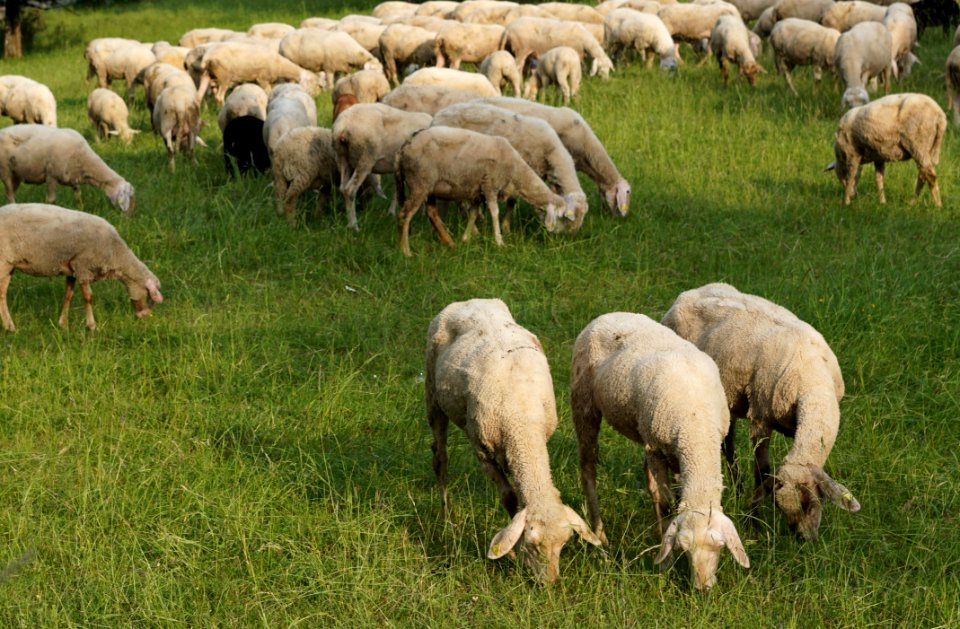 Herd Grassland Pasture Grazing