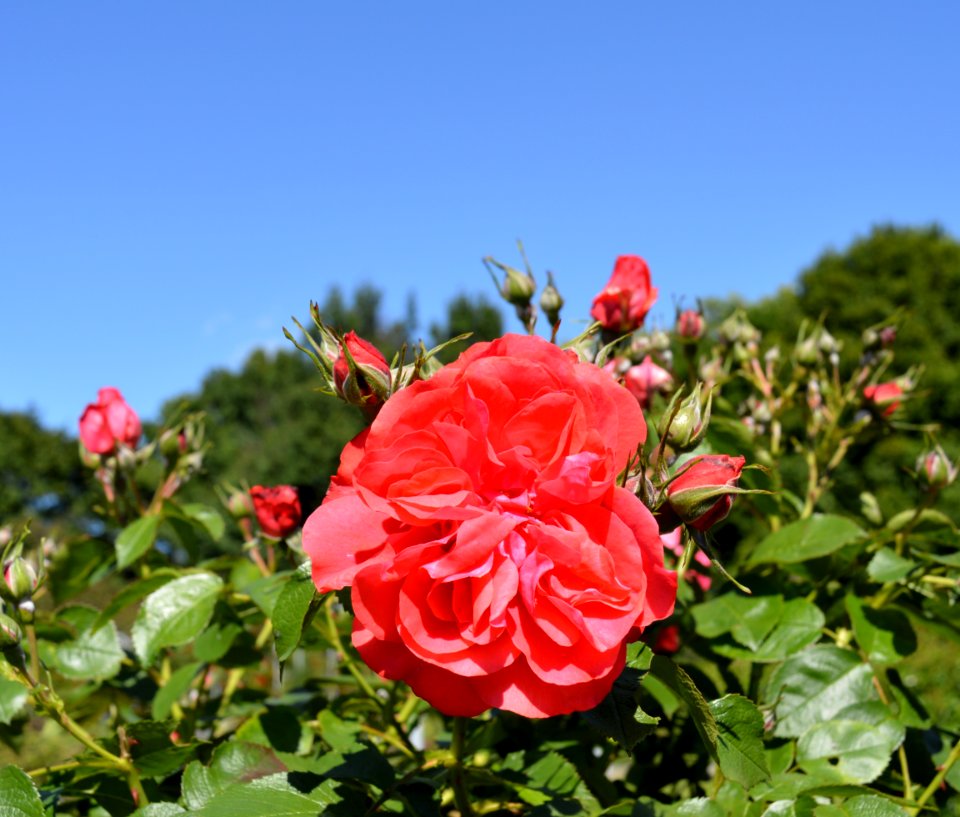 Rose Flower Rose Family Flowering Plant