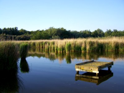 Reflection Water Body Of Water Wetland