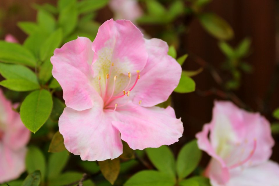 Flower Pink Plant Woody Plant