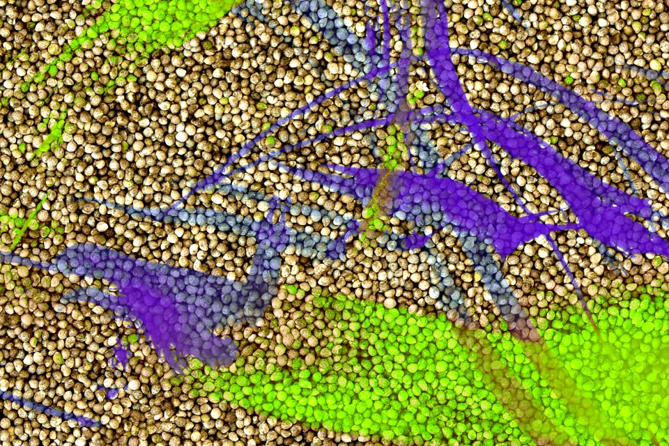 Purple Leaf Pattern Grass