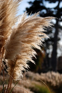 Close-up feathery tall grass