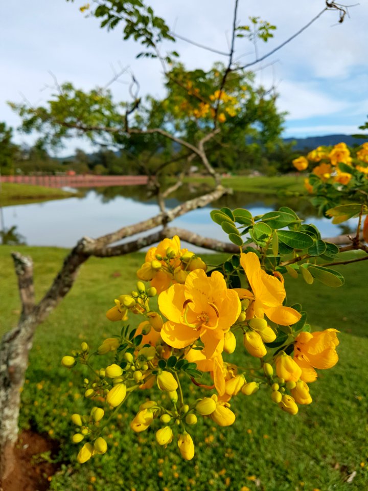 Yellow Flower Flora Plant