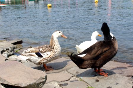 Bird Duck Water Bird Water