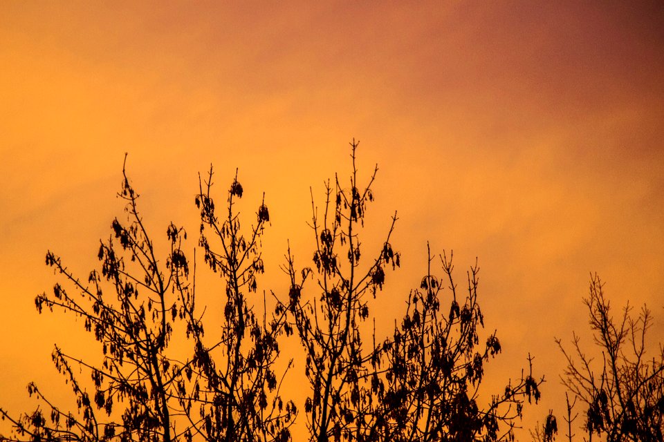 Sky Morning Branch Sunlight