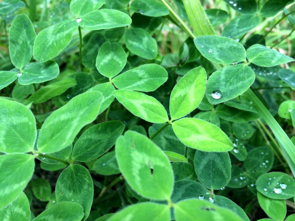 Plant Leaf Grass Moisture