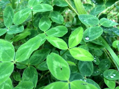 Plant Leaf Grass Moisture