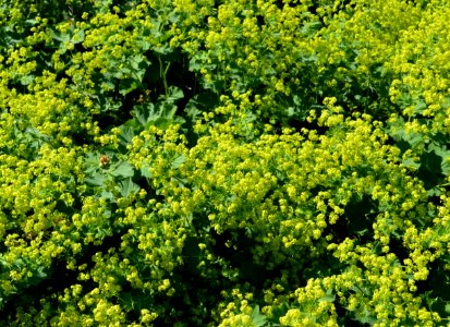 Plant Subshrub Mustard Plant Groundcover