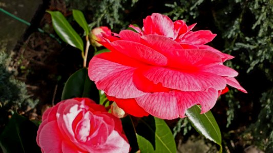 Flower Plant Flora Flowering Plant