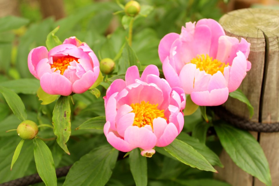 Flower Plant Peony Flowering Plant