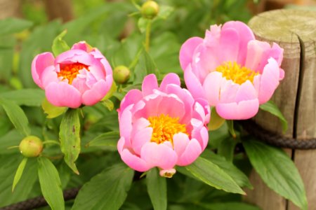 Flower Plant Peony Flowering Plant